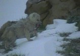 ТВ BBC: Жизнь животных: Волк / BBC The Wildlife Specials: Wolf (1997) - cцена 1