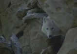 ТВ BBC: Жизнь животных: Волк / BBC The Wildlife Specials: Wolf (1997) - cцена 2